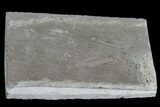 Fossil Bird Track - Green River Formation, Utah #105507-2